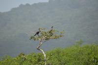 Sümpfe von Kaw - Südamerika Kormoran