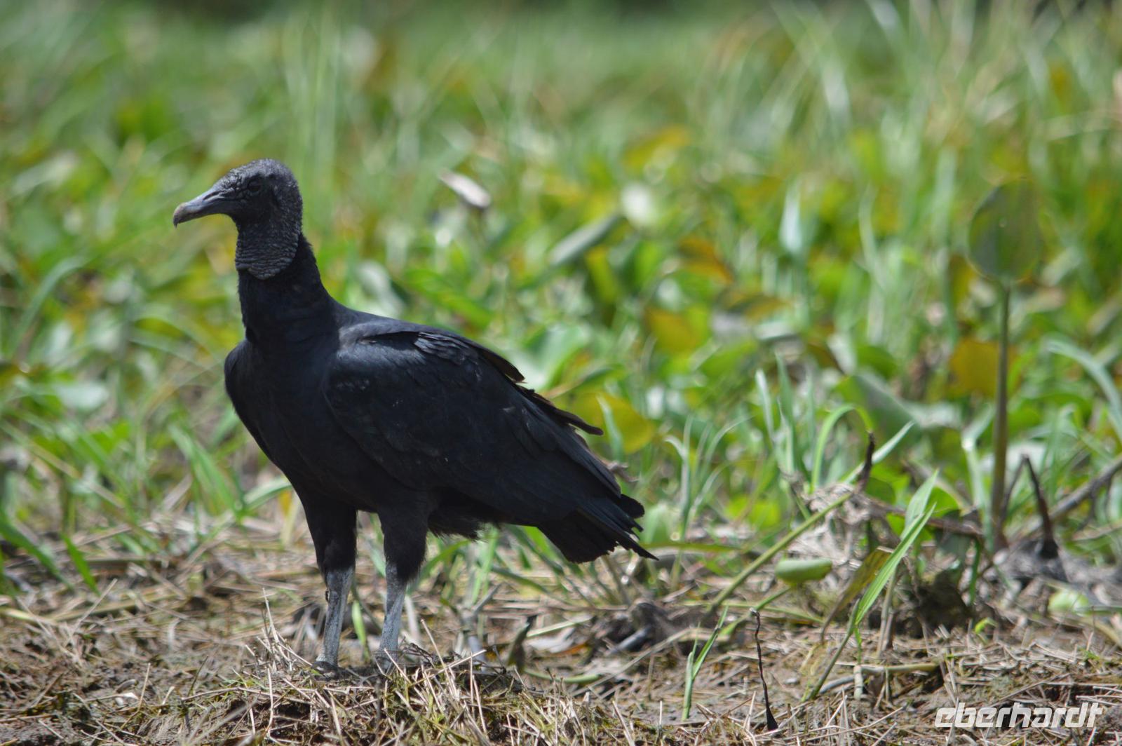 Sümpfe von Kaw - Rabengeier