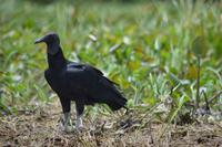 Sümpfe von Kaw - Rabengeier