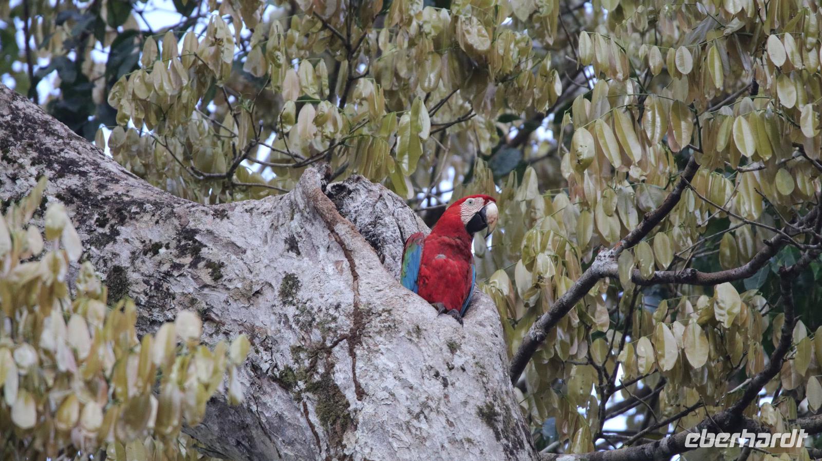 Iwokrama River Lodge - Grünflügelara