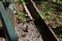 Iguazu-Wasserfälle (Brasilien) - Begegnung mit der einheimischen Fauna