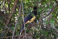 Iguazu-Wasserfälle (Argentinien) - Begegnung mit der einheimischen Fauna