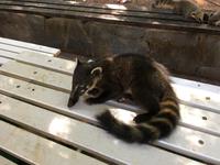 Iguazu-Wasserfälle (Argentinien) - Begegnung mit der einheimischen Fauna