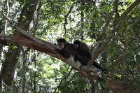 Iguazu-Wasserfälle (Argentinien) - Begegnung mit der einheimischen Fauna