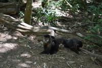 Iguazu-Wasserfälle (Argentinien) - Begegnung mit der einheimischen Fauna