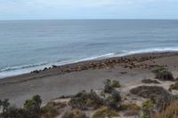 Halbinsel Valdes - Seelöwen am Punta Norte