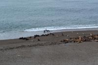 Halbinsel Valdes - Seelöwen am Punta Norte