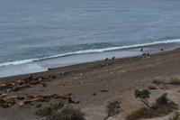 Halbinsel Valdes - Seelöwen am Punta Norte