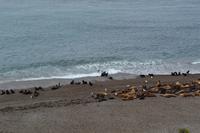 Halbinsel Valdes - Seelöwen am Punta Norte