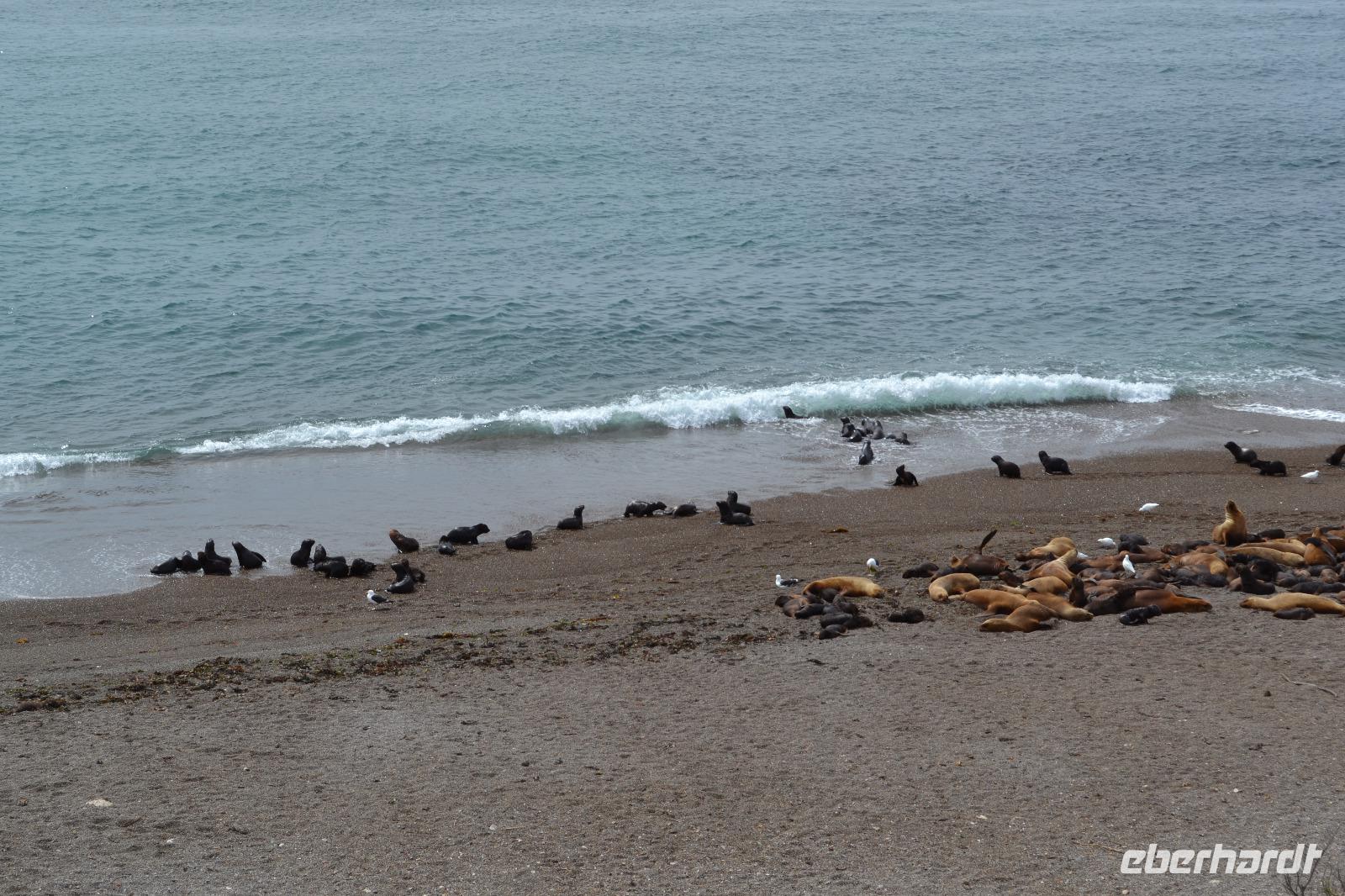 Halbinsel Valdes - Seelöwen am Punta Norte