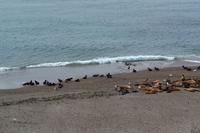 Halbinsel Valdes - Seelöwen am Punta Norte