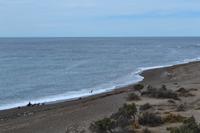 Halbinsel Valdes - Seelöwen am Punta Norte