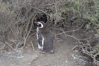 Halbinsel Valdes - Magellanpinguine