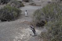 Halbinsel Valdes - Magellanpinguine