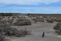 Halbinsel Valdes - Magellanpinguine