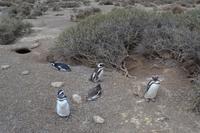 Halbinsel Valdes - Magellanpinguine