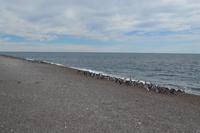 Halbinsel Valdes - Magellanpinguine