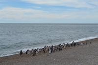 Halbinsel Valdes - Magellanpinguine