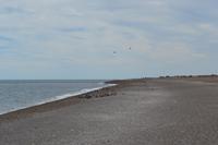 Halbinsel Valdes - Magellanpinguine