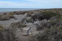 Halbinsel Valdes - Magellanpinguine
