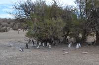 Halbinsel Valdes - Magellanpinguine
