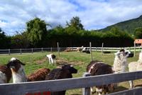Petrohue-Wasserfälle, Puerto Varas und Frutillar - Fotostopp an der Lamafarm