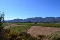 Fahrt nach Santiago - Weinanbau im Casablanca-Tal