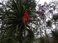 Pflanzenvielfalt am Äquator