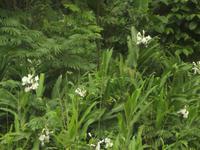 Pflanzenvielfalt Regenwald