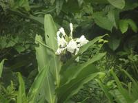 Weißer Ingwer im Regenwald