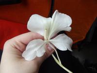 Weißer Ingwer Regenwald