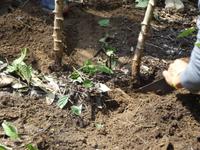 Amazonas-Regenwald: Maniok-Ernte