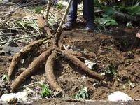 Amazonas-Regenwald: Maniok-Ernte