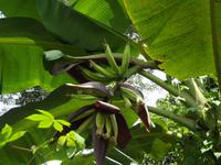 Amazonas-Regenwald: Bananen