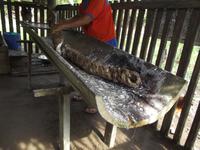 Amazonas-Regenwald: Maniok-Zubereitung
