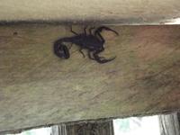 Amazonas-Regenwald: Skorpion