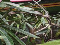 Amazonas-Regenwald: Anakonda