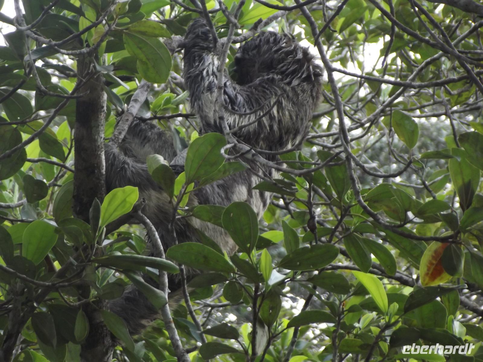 Amazonas-Regenwald: Faultier