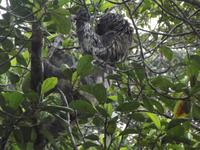 Amazonas-Regenwald: Faultier