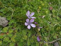 Laguna de Limpiopungo