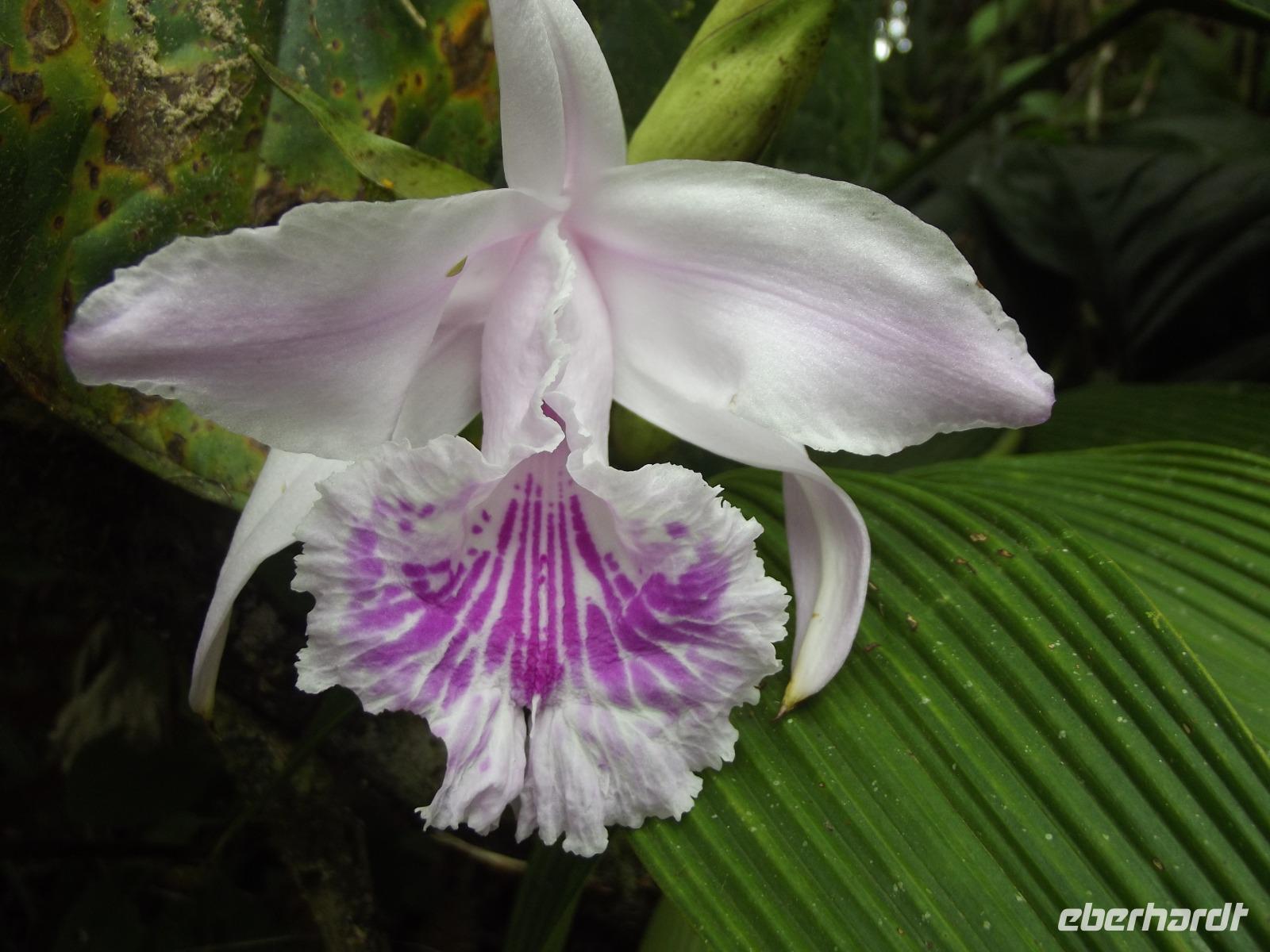 Banos Wasserfall Teufelsbecken