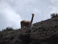 Vicuña