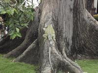 Guayaquil: Leguanpark