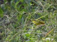 Wellensittich auf Santa Cruz