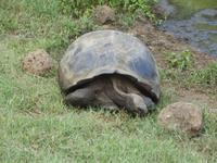 Santa Cruz: Schildkröte