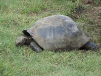 Santa Cruz: Schildkröte