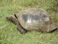 Santa Cruz: Schildkröte