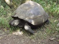 Santa Cruz: Schildkröte