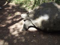 Santa Cruz: Schildkröte