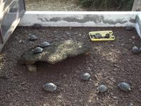 Santa Cruz: Schildkröte